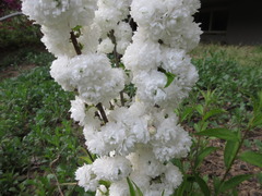 Prunus glandulosa
