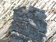 Graphostroma platystomum