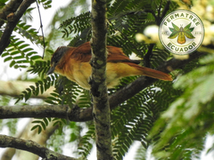 Pachyramphus castaneus