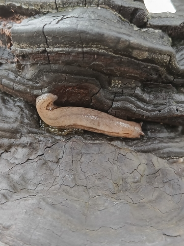 Meghimatium bilineatum