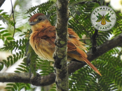 Pachyramphus castaneus