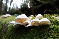 Gloeoporus phlebophorus