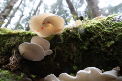 Gloeoporus phlebophorus