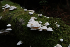 Gloeoporus phlebophorus