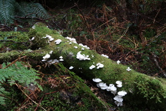 Gloeoporus phlebophorus