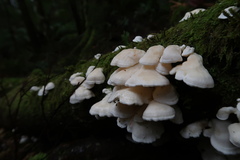 Gloeoporus phlebophorus