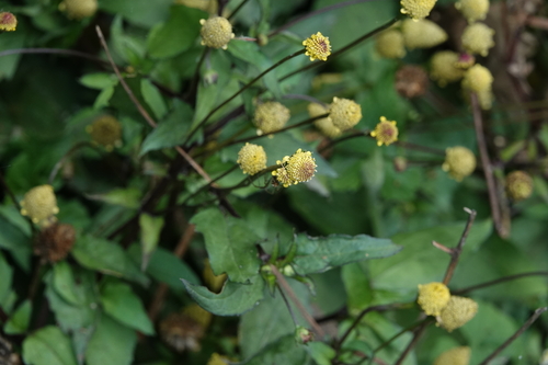 Acmella brachyglossa iNat (2)