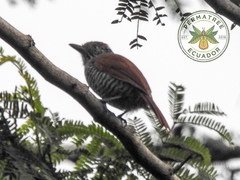 Thamnophilus tenuepunctatus