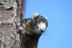 Sciurus niger shermani