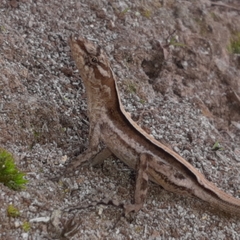 Anolis lemurinus