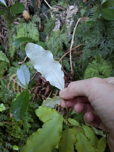 Akiraho (Olearia paniculata)