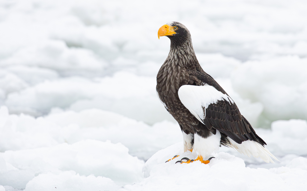 Steller's Sea-Eagle