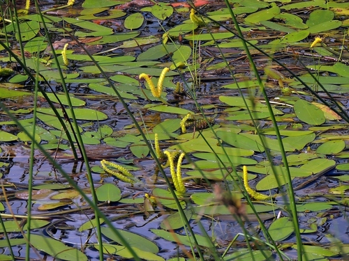Desert Waterblommetjie