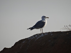 Larus michahellis michahellis