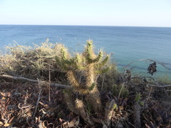 Austrocylindropuntia subulata