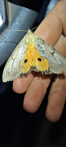 Dot-underwing Moth
