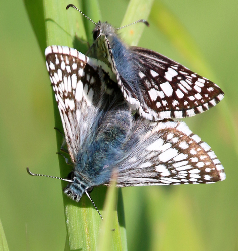 Common Checkered-Skipper, photo 3 of 10