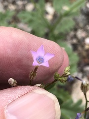 Gilia scopulorum