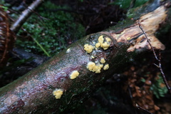 Trichoderma sulphureum