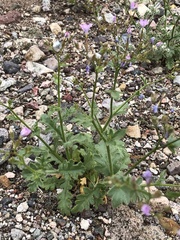 Gilia scopulorum