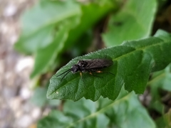 Dolerus puncticollis