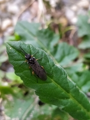 Dolerus puncticollis