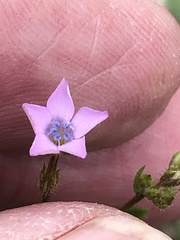 Gilia scopulorum