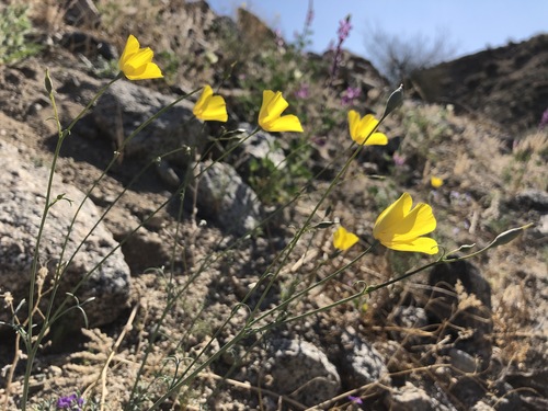 iNaturalist observation photo of goldpoppy