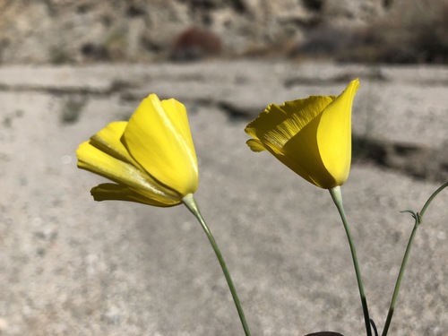 iNaturalist observation photo of goldpoppy