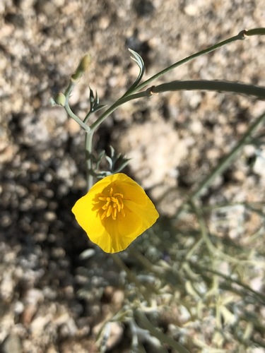 iNaturalist observation photo of goldpoppy