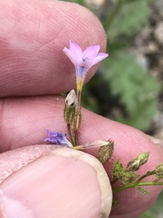 Gilia scopulorum