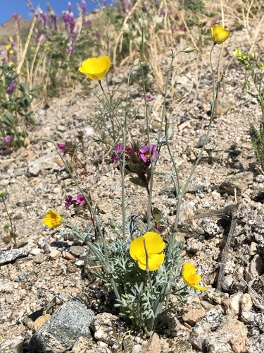iNaturalist observation photo of goldpoppy
