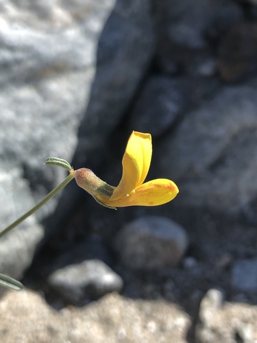 iNaturalist observation photo of shrubby deervetch