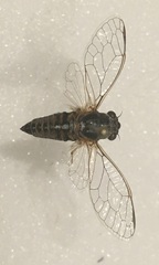 Platypsalta