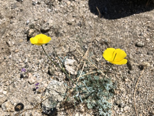 iNaturalist observation photo of goldpoppy