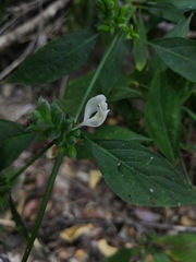 Henrya tuberculosperma