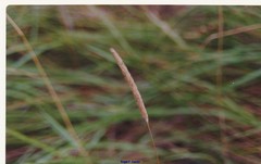 Phleum pratense