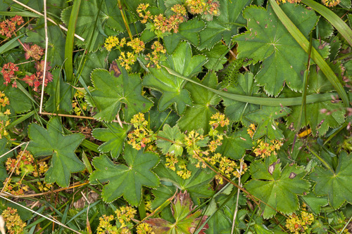 Velvet Lady's-mantle (Alchemilla monticola)