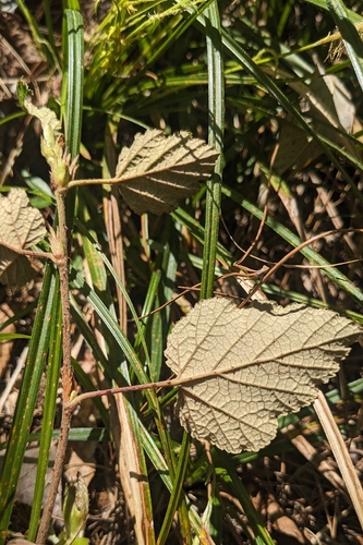 Formosan Raspberry (Rubus formosensis)