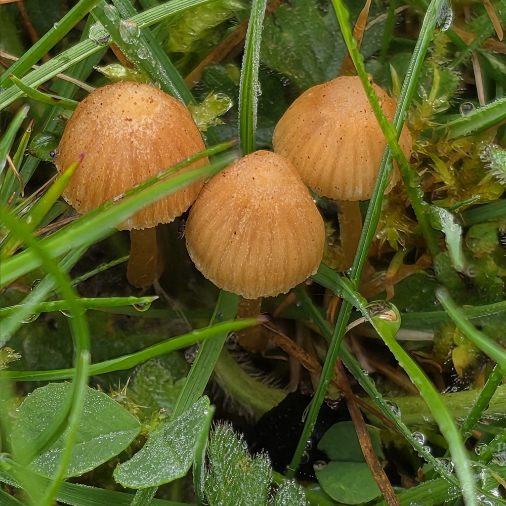 Galerina · April 2026 · photo: © sabear (iNaturalist, cc0)