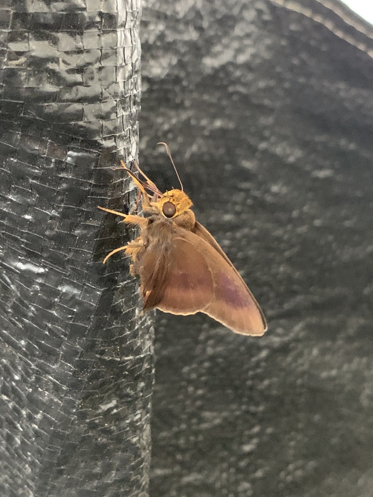 Hasora mixta (Hasora mixta)
