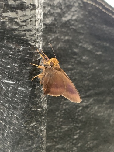Hasora mixta
