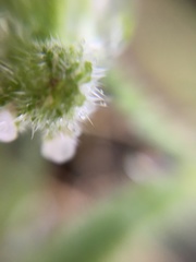 Cryptantha barbigera