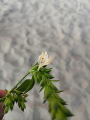 Henrya tuberculosperma