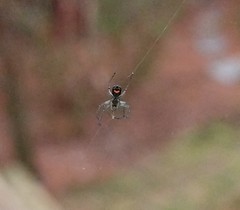 Leucauge