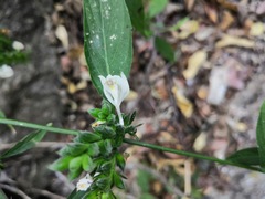 Henrya tuberculosperma