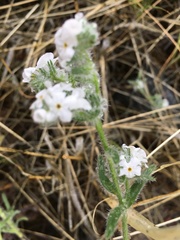 Cryptantha barbigera