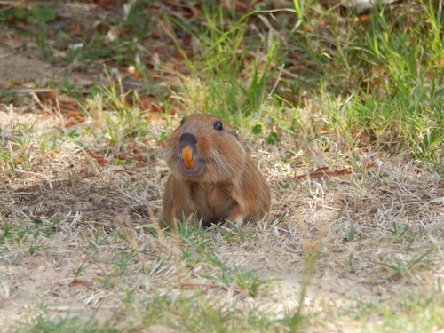 Pearson's Tuco-tuco (Ctenomys pearsoni) — Near Threatened Mammalia
