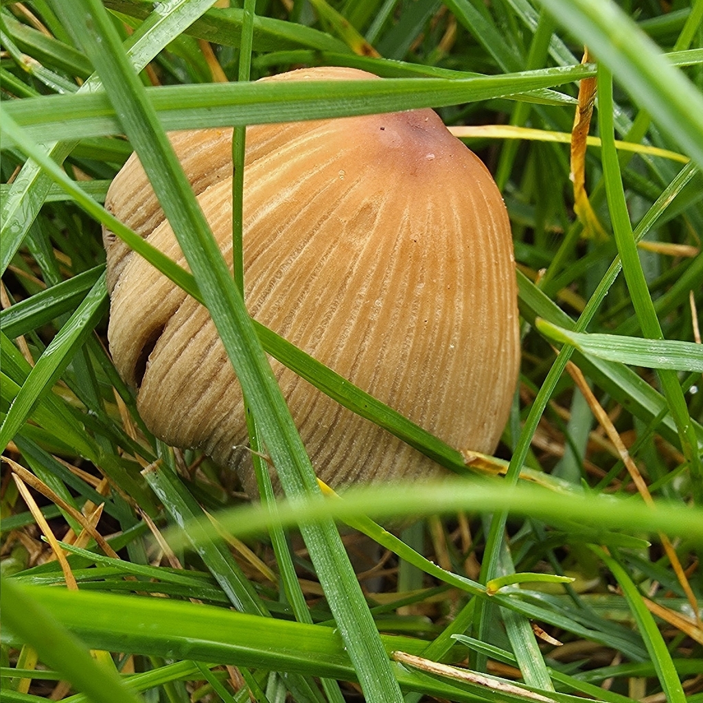Micacei