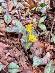 Erythronium rostratum